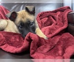 Small Photo #132 Belgian Malinois Puppy For Sale in REESEVILLE, WI, USA