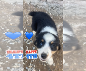 Medium Miniature Australian Shepherd