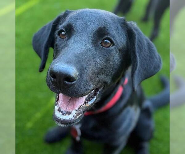 Medium Photo #3 Labrador Retriever-Unknown Mix Puppy For Sale in San Diego, CA, USA