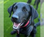 Small #2 Labrador Retriever Mix