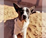 Small Photo #5 Border Collie-Unknown Mix Puppy For Sale in Kanab, UT, USA