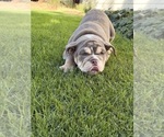 Litter of 4 - Male(s) and Female(s) BulldogLitter of Puppies for Sale - Photo #12