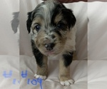 Small #34 Australian Shepherd