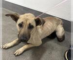 Small German Shepherd Dog Mix