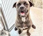 Small #1 Pug Mix