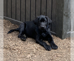 Small Photo #29 Labrador Retriever Puppy For Sale in ATHENS, GA, USA
