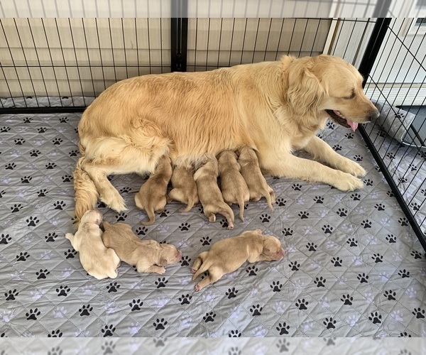 Medium Photo #21 Golden Retriever Puppy For Sale in THOMSON, GA, USA