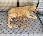 Small #20 Golden Retriever