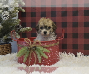 Poodle (Miniature) Puppy for sale in SENECA FALLS, NY, USA