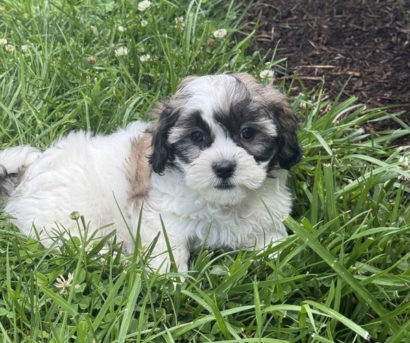 Medium Photo #1 Zuchon Puppy For Sale in CANOGA, NY, USA
