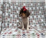 Small #7 Beagle