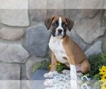 Small #1 Boxer