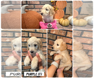 Medium Goldendoodle (Miniature)