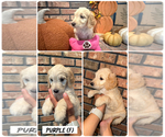 Puppy Purple Goldendoodle (Miniature)