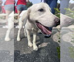 Small #5 Great Pyrenees Mix