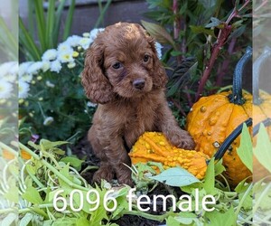 Cockapoo Puppy for sale in CLARE, IL, USA