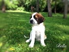 Small Photo #1 Saint Bernard Puppy For Sale in YPSILANTI, MI, USA