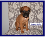 Small Photo #5 Boxer Puppy For Sale in PLATO, MO, USA