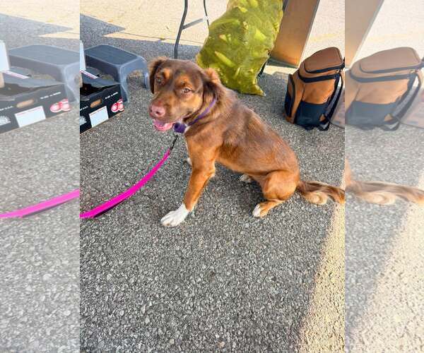 Medium Photo #2 Australian Shepherd-Unknown Mix Puppy For Sale in Waterloo, IA, USA