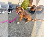 Small #1 Australian Shepherd Mix
