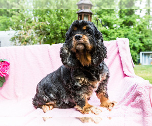 Father of the Cocker Spaniel puppies born on 11/13/2025