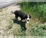 Small #5 Bernese Mountain Dog