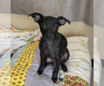 Small Photo #6 Chihuahua-Unknown Mix Puppy For Sale in McKinney, TX, USA