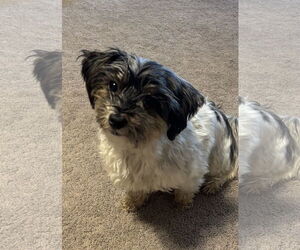 Maltese Dogs for adoption in Pottstown, PA, USA