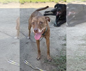 American Pit Bull Terrier-Unknown Mix Dogs for adoption in Virginia Beach, VA, USA
