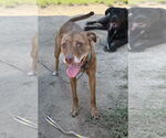 Small American Pit Bull Terrier Mix