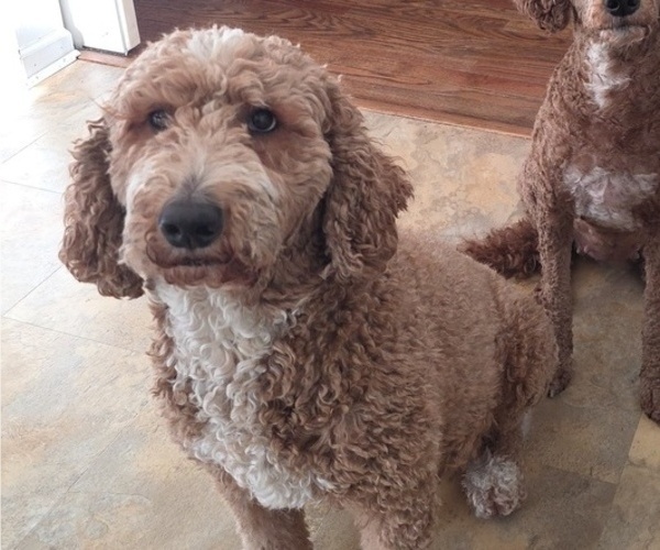Medium Photo #1 Goldendoodle Puppy For Sale in COLLINSVILLE, IL, USA