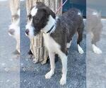 ELLIE - Female Irish Wolfhound-Unknown Mix Dog for Adoption - Small photo