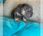 Small #1 French Bulldog