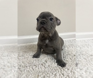 French Bulldog Puppy for sale in CHARLESTON, SC, USA