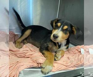 Rottweiler-Unknown Mix Dogs for adoption in San Antonio, TX, USA