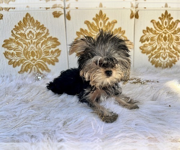 Medium Photo #27 Yorkshire Terrier Puppy For Sale in HAYWARD, CA, USA
