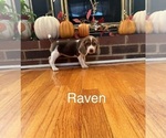 Puppy Raven Beagle