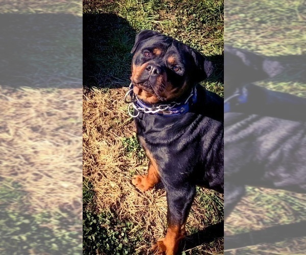 Medium Photo #1 Rottweiler Puppy For Sale in VONORE, TN, USA