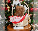 Small Photo #21 Goldendoodle Puppy For Sale in SAINT CLAIR SHORES, MI, USA