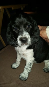 Medium Photo #1 Beagle-English Springer Spaniel Mix Puppy For Sale in MARICOPA, AZ, USA