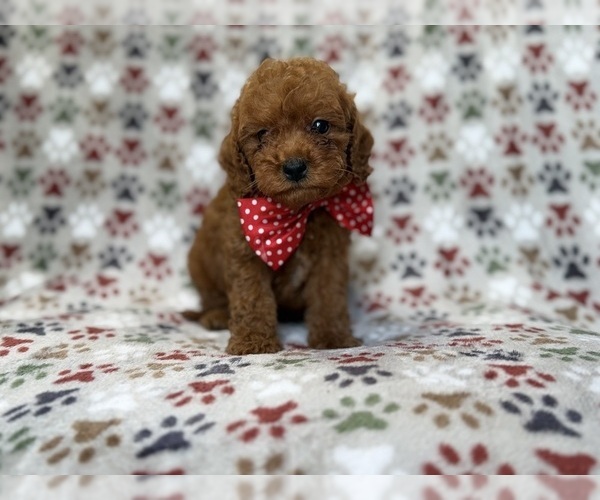 Medium Photo #5 Cavapoo (Miniature) Puppy For Sale in LAKELAND, FL, USA