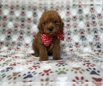 Small #4 Cavapoo (Miniature)