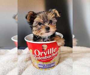 Yorkshire Terrier Puppy for Sale in MANKATO, Minnesota USA