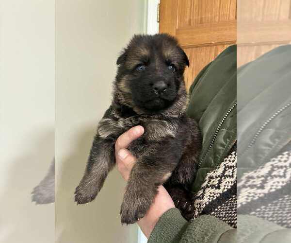 Medium Photo #3 German Shepherd Dog Puppy For Sale in NEWVILLE, PA, USA