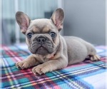 Puppy Sox French Bulldog