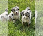 Small Photo #5 Australian Shepherd Puppy For Sale in MARTINSVILLE, IN, USA
