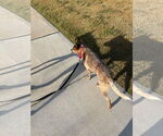 Small #2 Mutt