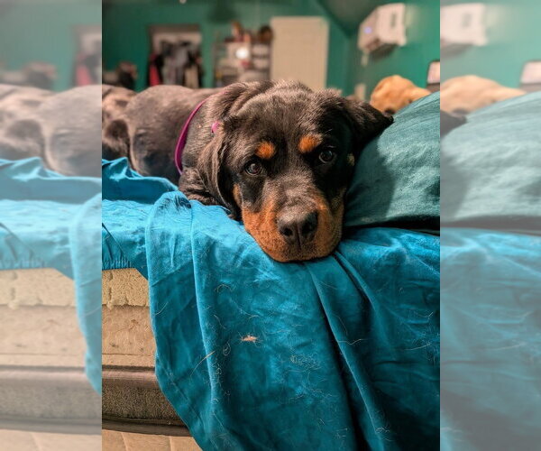 Medium Photo #1 Rottweiler Puppy For Sale in garner, NC, USA
