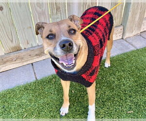 American Staffordshire Terrier-Unknown Mix Dogs for adoption in Raleigh, NC, USA