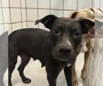 Small Labrador Retriever Mix